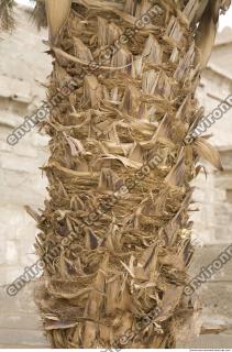 Photo Texture of Palm Bark 0001